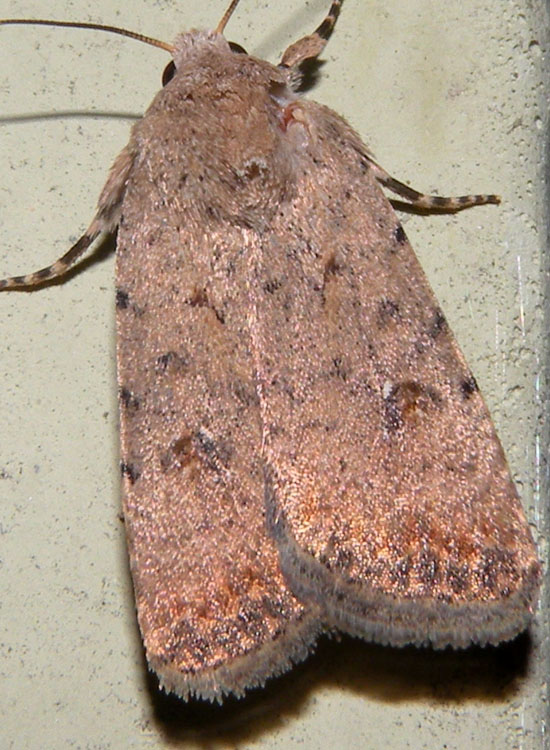 Noctuidae: Paradrina clavipalpis ?